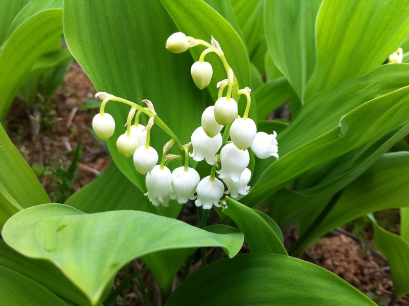 Chaville, capitale du muguet - Grand Paris Seine Ouest