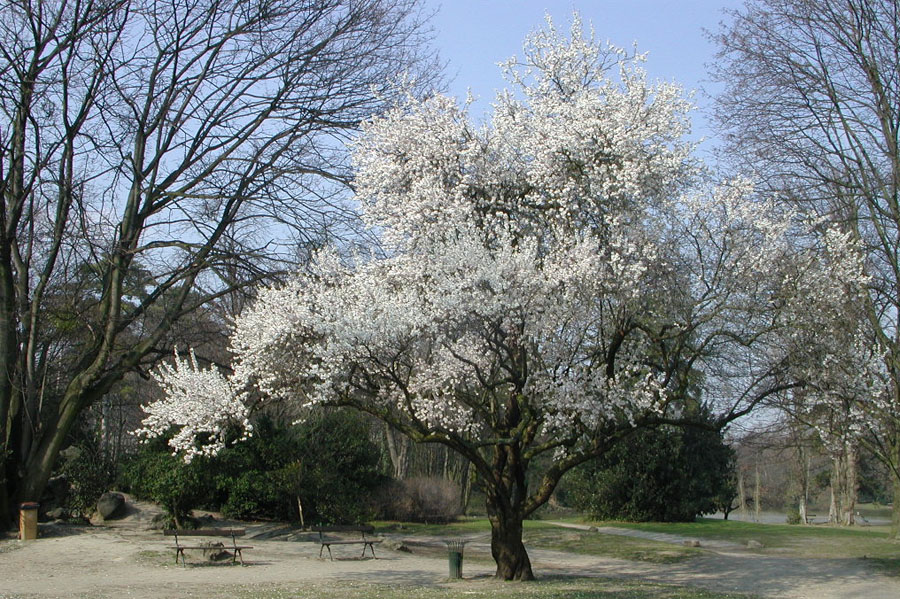 Arbres majeurs et remarquables de GPSO