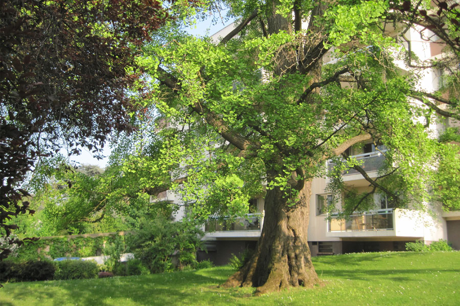 Arbre remarquable - GPSO