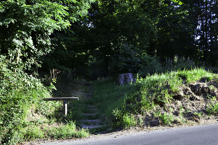 Forêt de Fausses Reposes.
