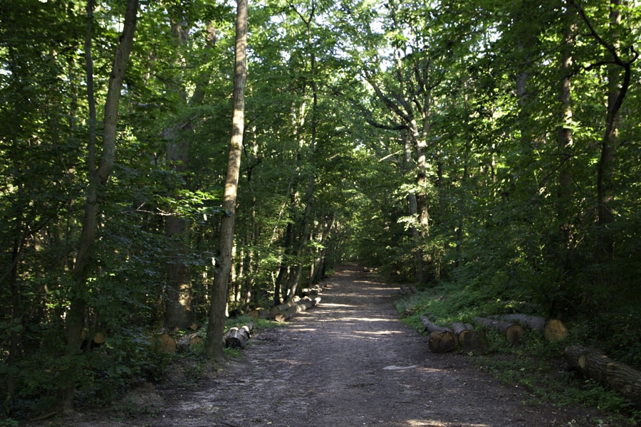 Forêt de Fausses Reposes.