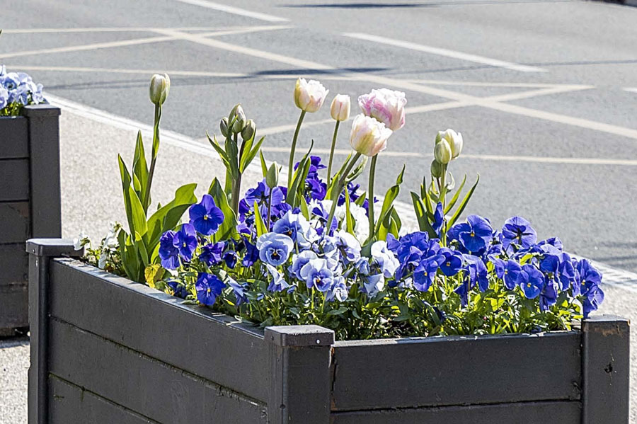 Végétalisation du territoire - fleurs à Marnes-la-Coquette