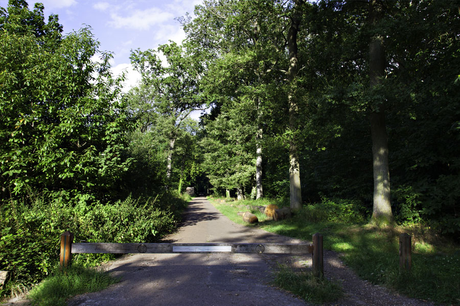 Forêt domaniale de Meudon.