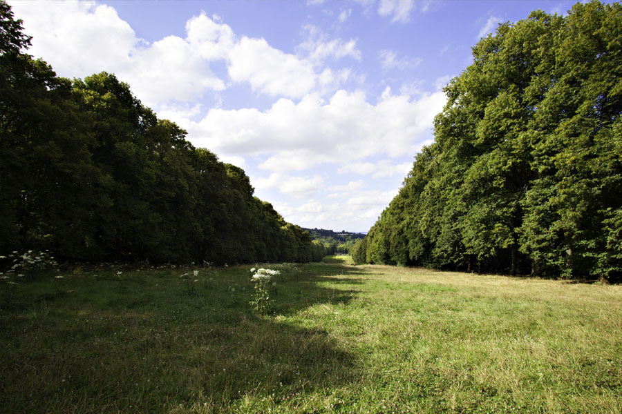 Forêt domaniale de Meudon.