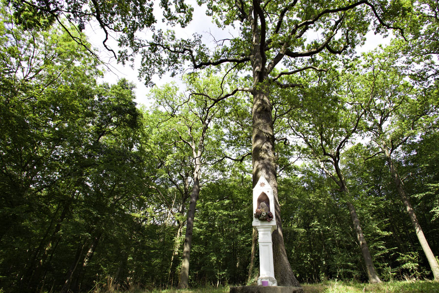 Forêt domaniale de Meudon.