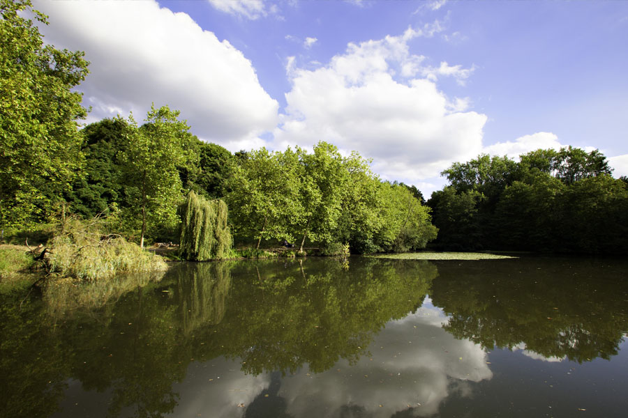 Forêt domaniale de Meudon.