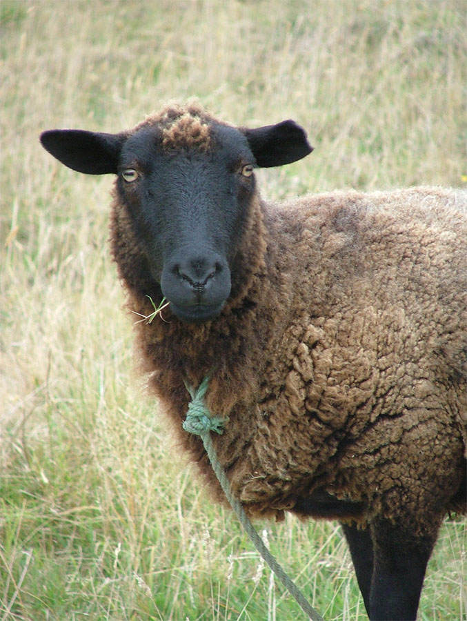 Mouton d'Ouessant à GPSO