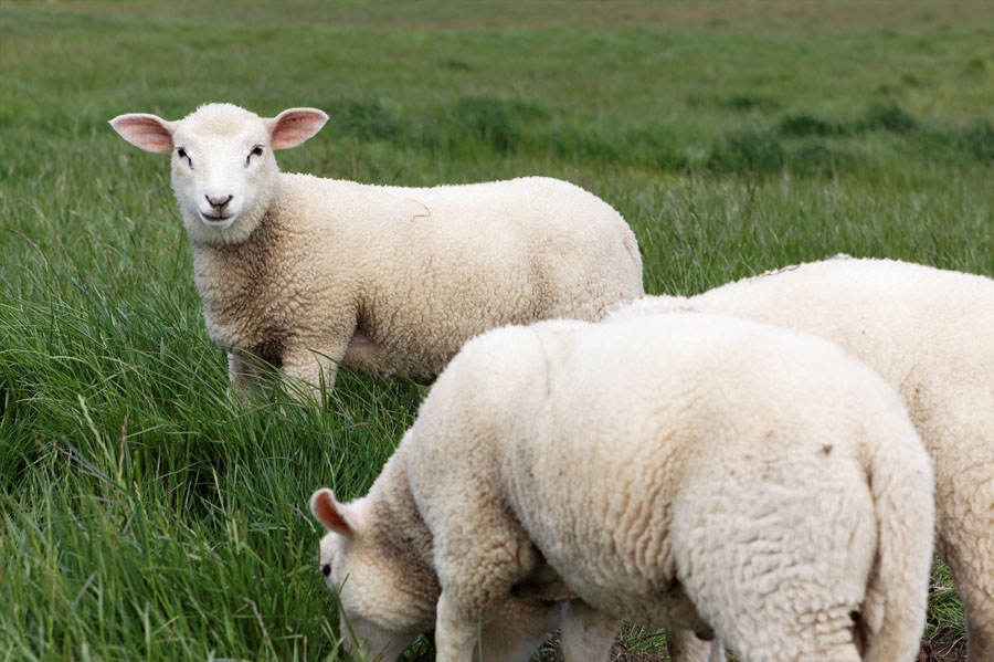 Moutons d'Ouessant à GPSO