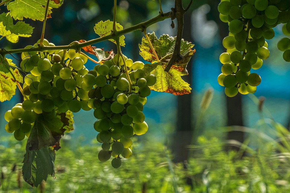 Raisin blanc - vignes