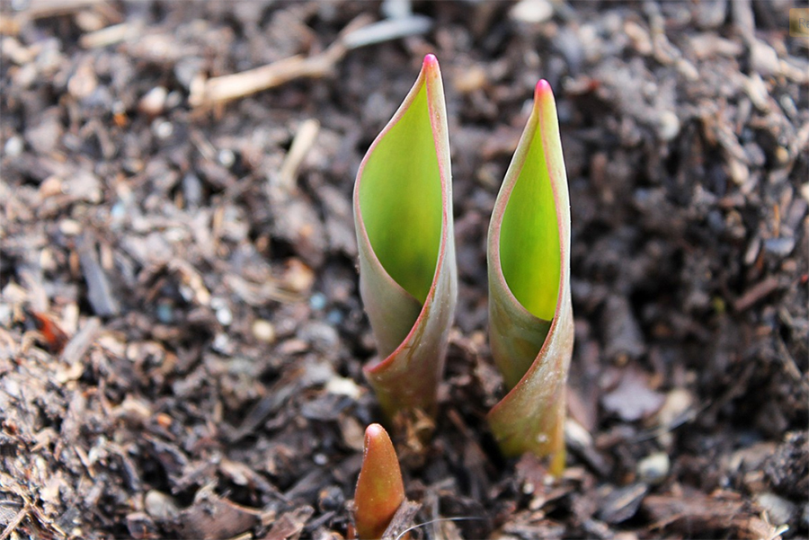 Reproduction des plantes