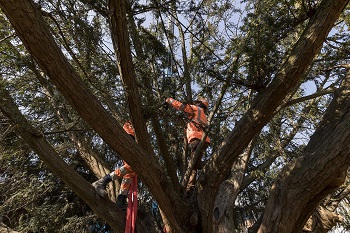 Entretien des arbres, GPSO