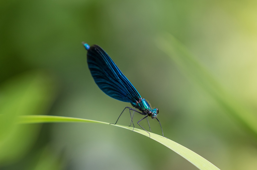 Libellule demoiselle