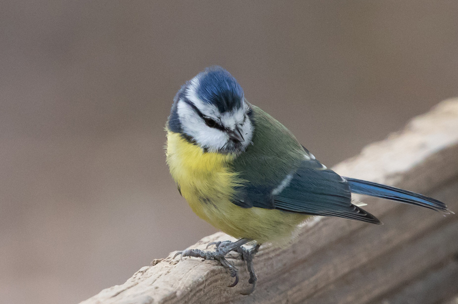 Mésange bleue