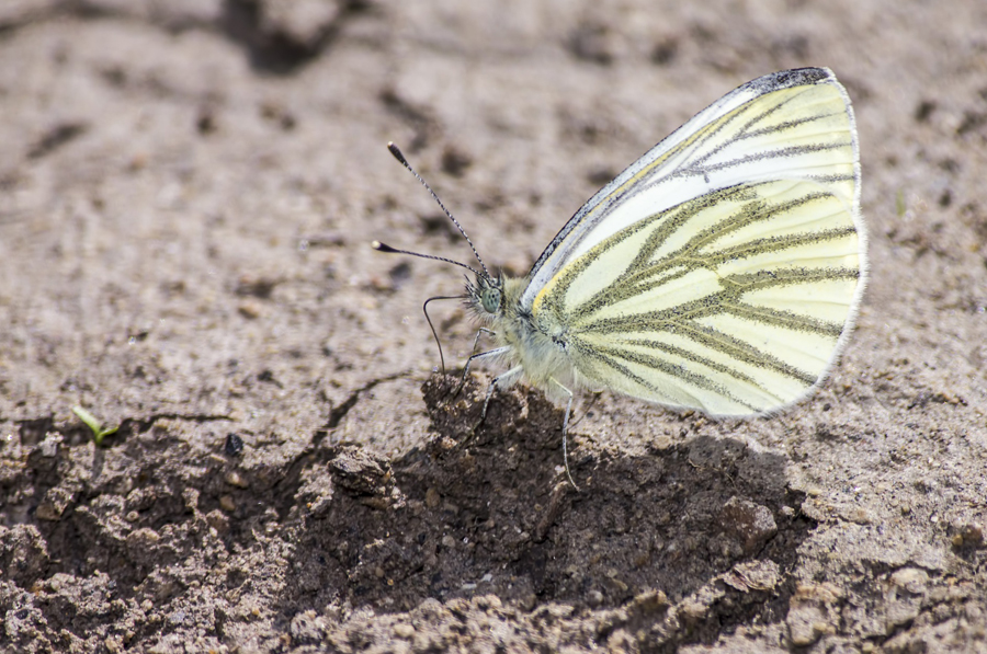 Papillon : piéride du navet