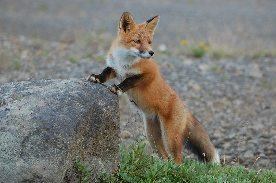 Renard