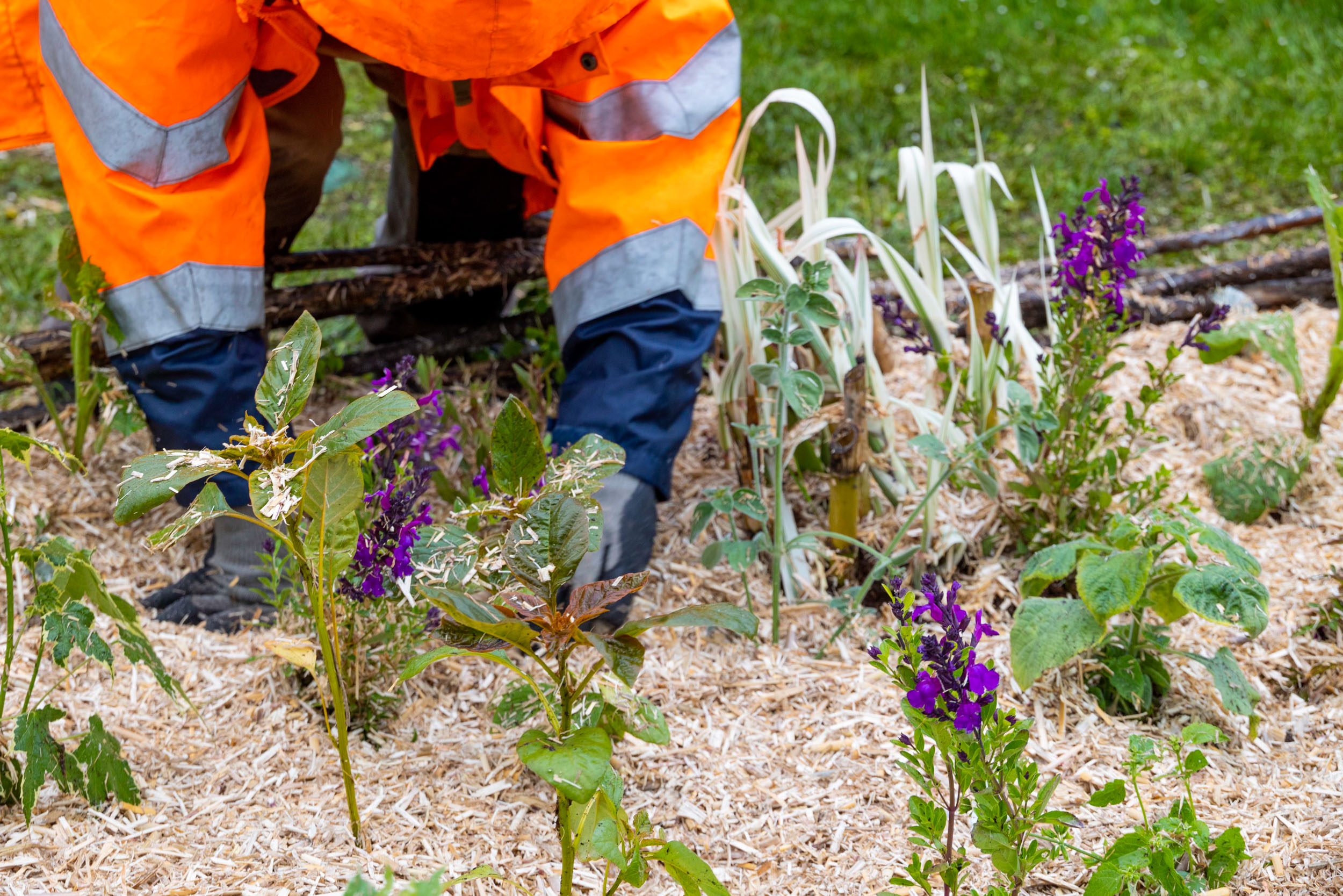 Paillage par un jardinier de GPSO