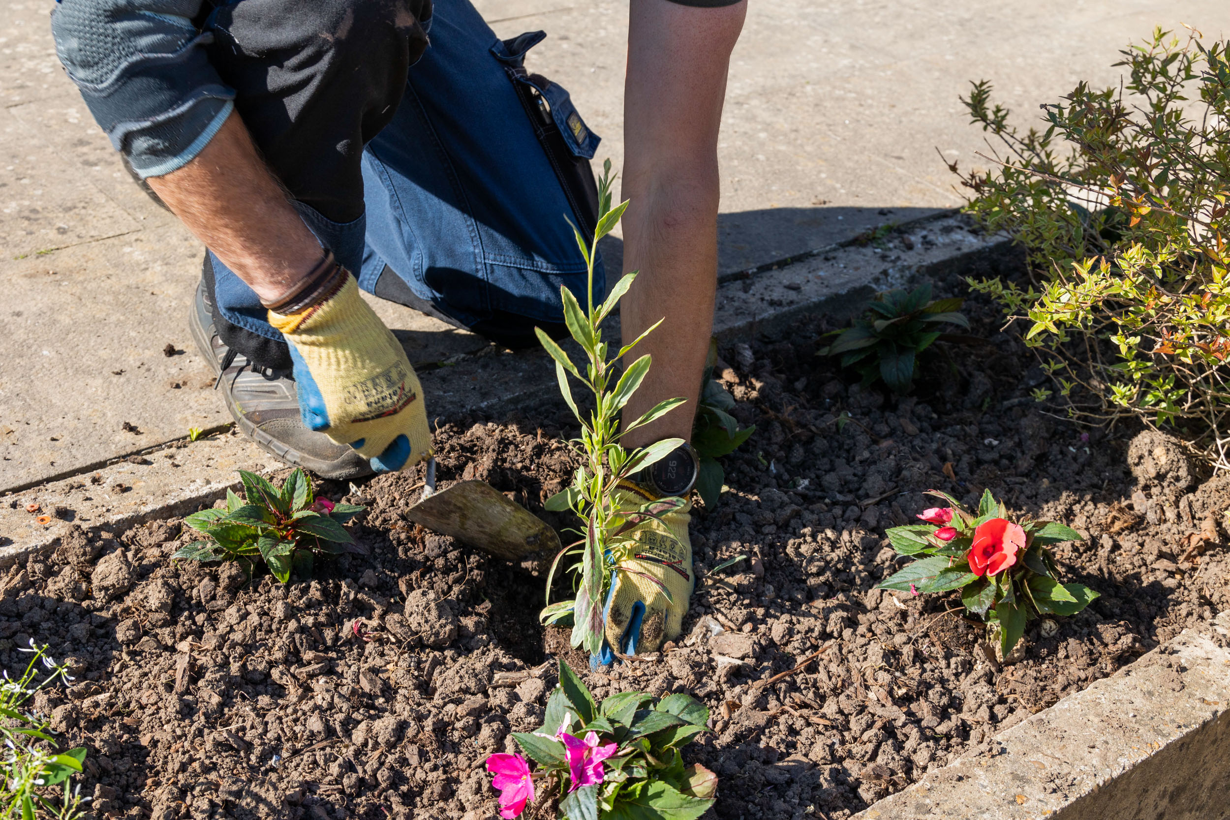 Jardiniers à Marnes-la-Coquette, fleurissement estival 2021