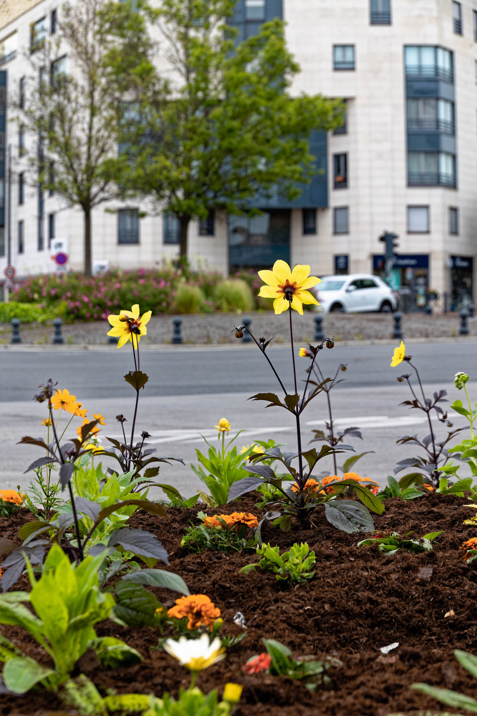 Fleurissement estival 2021, Vanves : fleurs jaunes