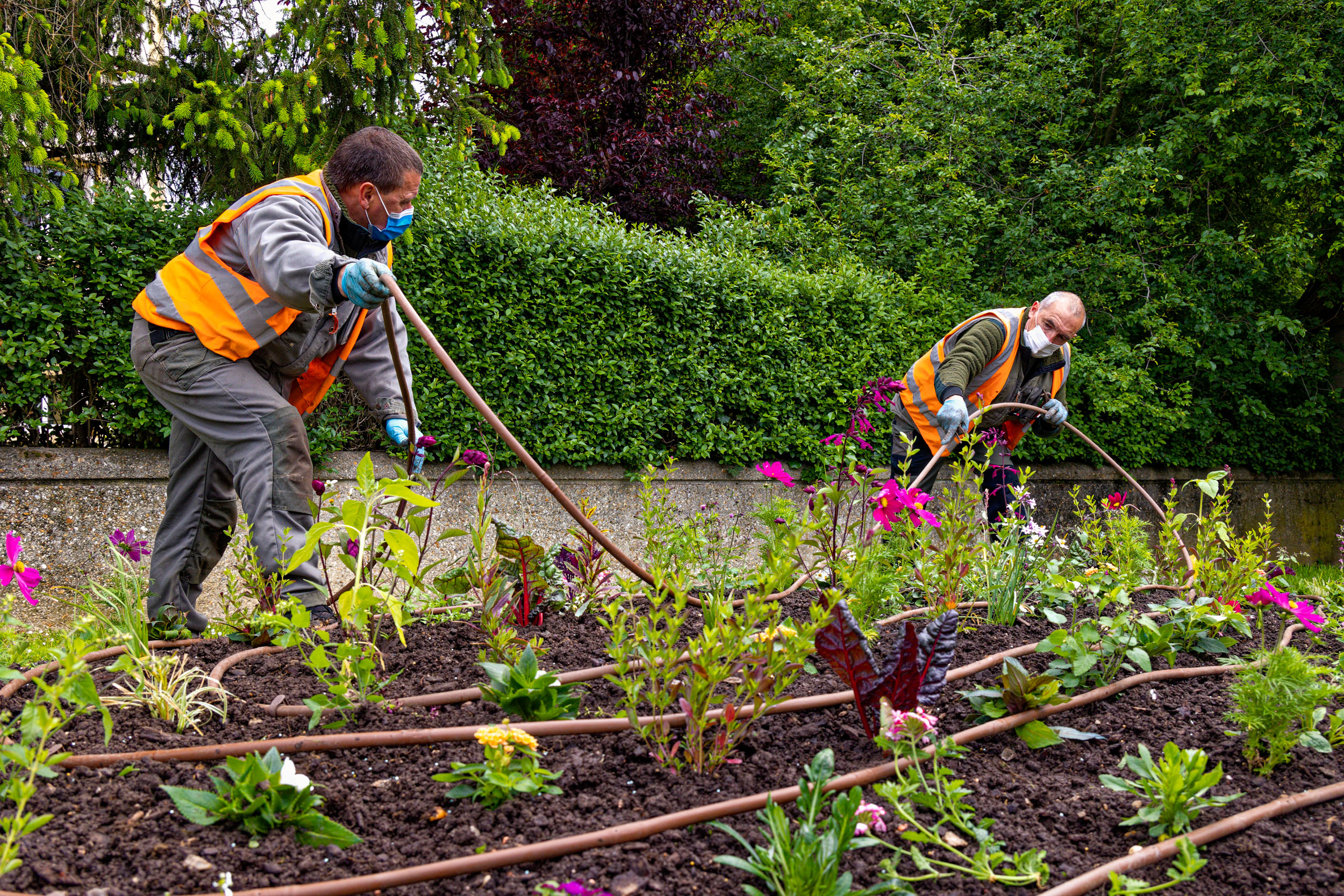 Jardiniers à Ville-d'Avray, fleurissement estival 2021