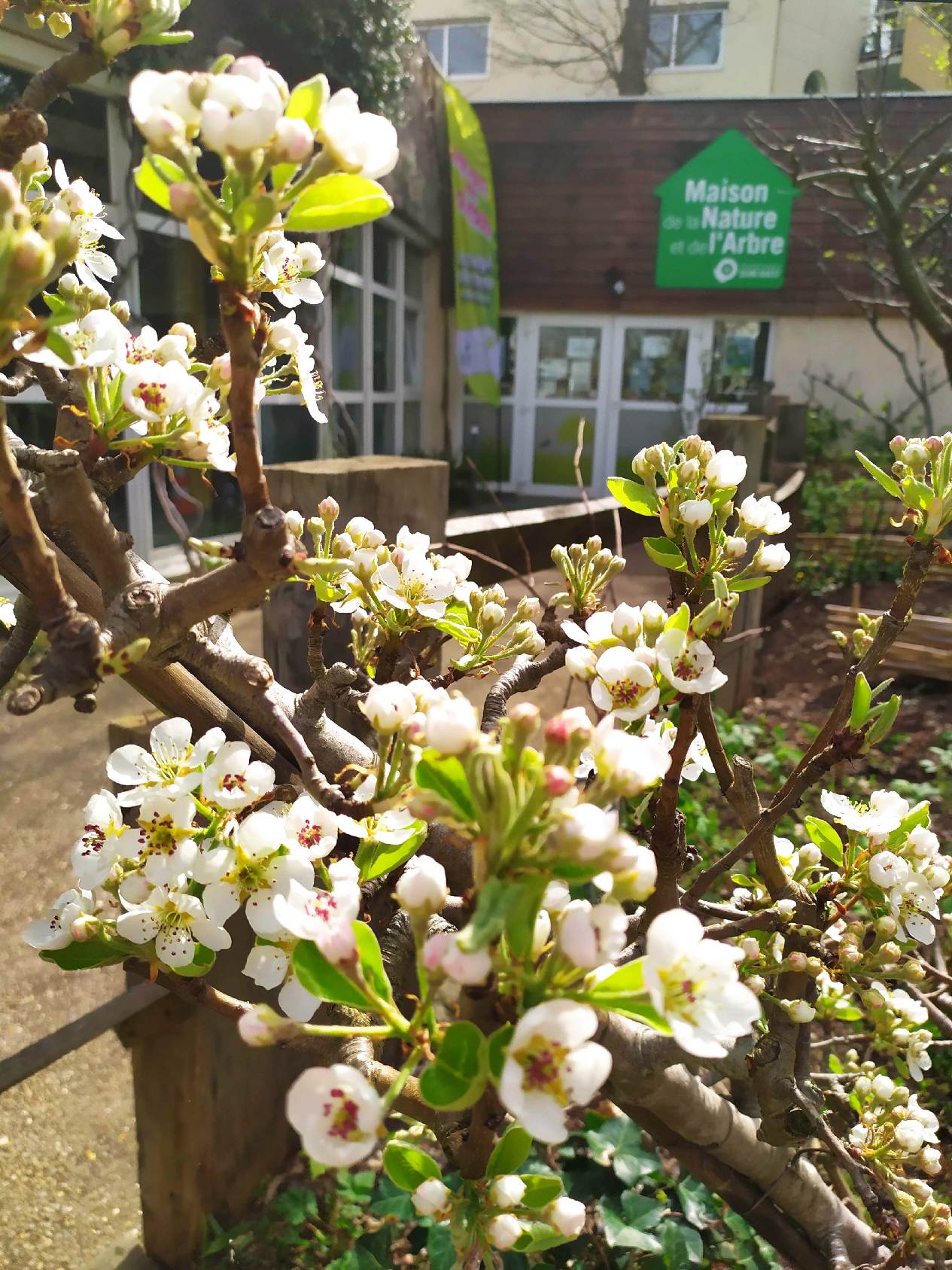 Maison de la nature et de l'arbre / printemps, fleurs