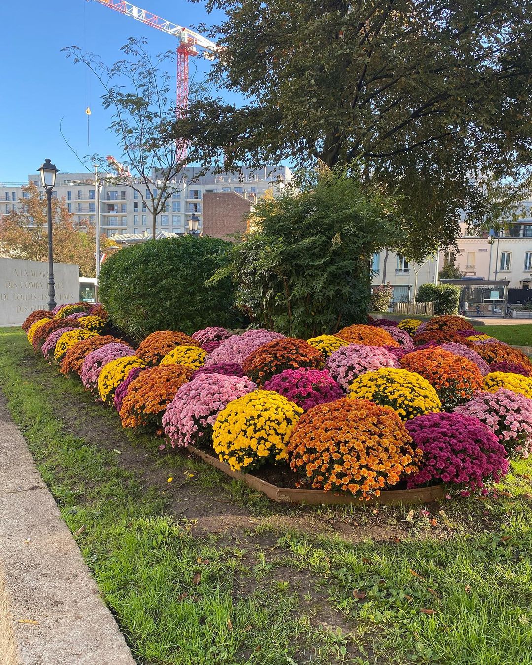 Chrysanthèmes à Issy-les-Moulineaux, 2021. Crédit photo : Jérémie Magnin (via Instagram)