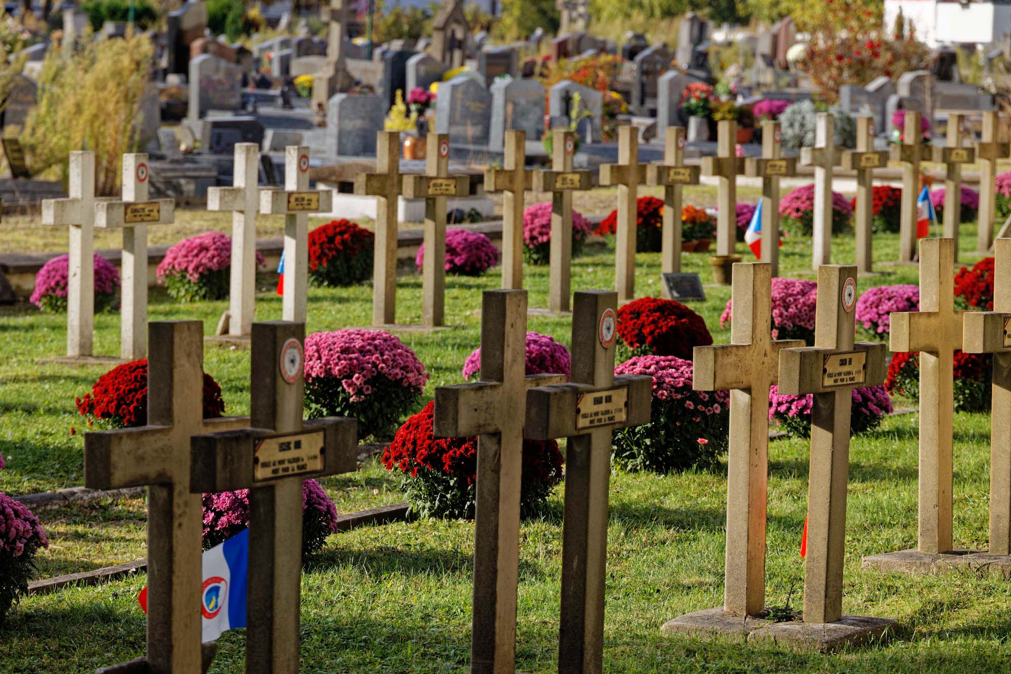Chrysanthèmes d'automne au cimetière Pierre Grenier, Boulogne-Billancourt