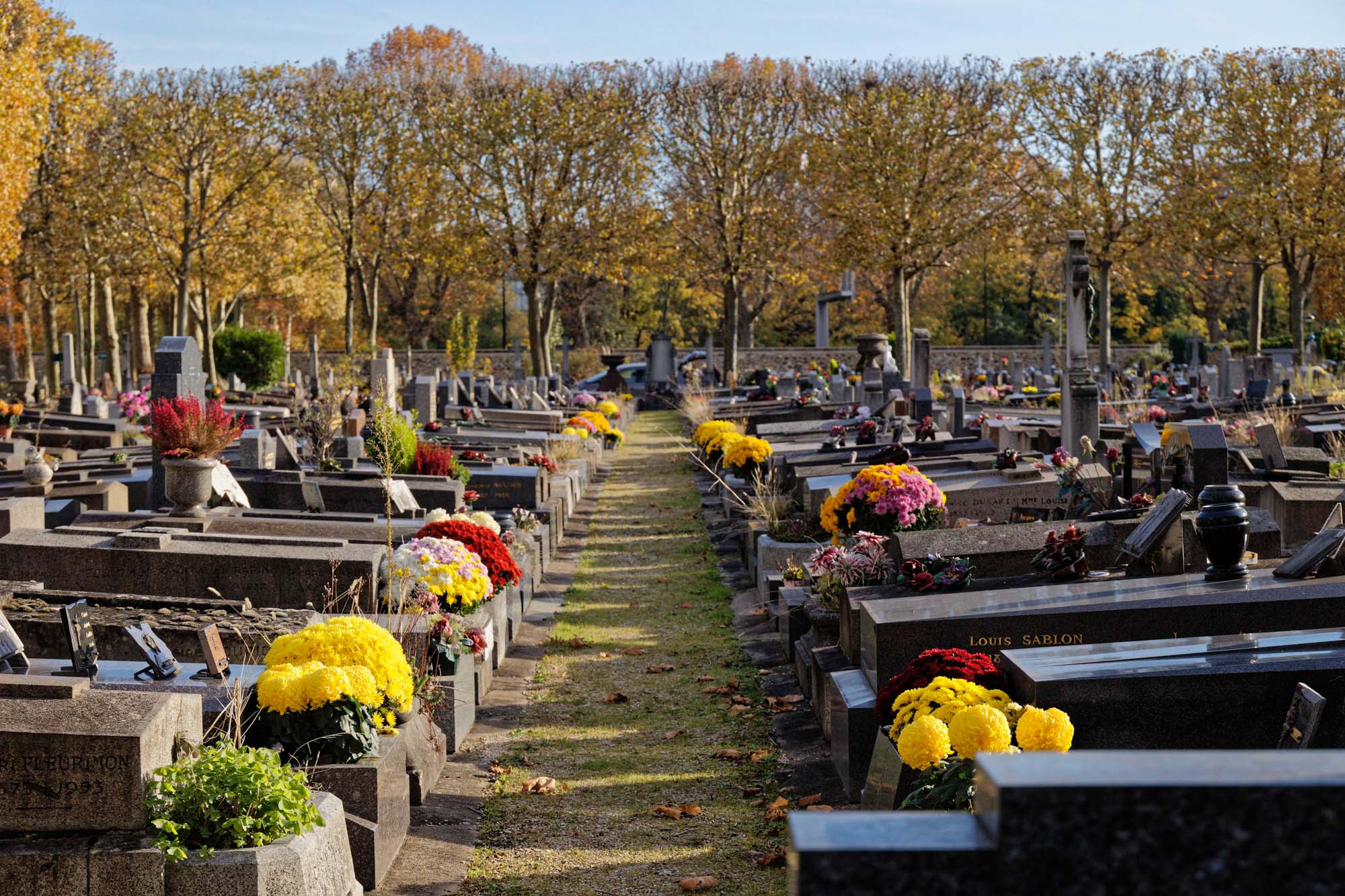 Chrysanthèmes d'automne au cimetière Pierre Grenier, Boulogne-Billancourt
