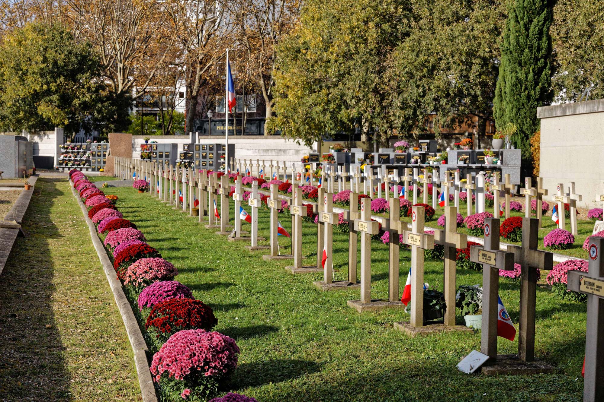 Chrysanthèmes d'automne au cimetière Pierre Grenier, Boulogne-Billancourt