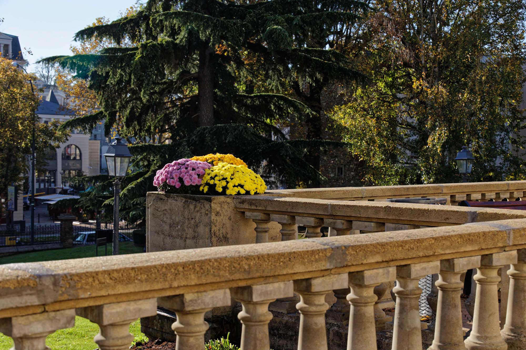 Chrysanthèmes d'automne, hôtel de ville de Chaville