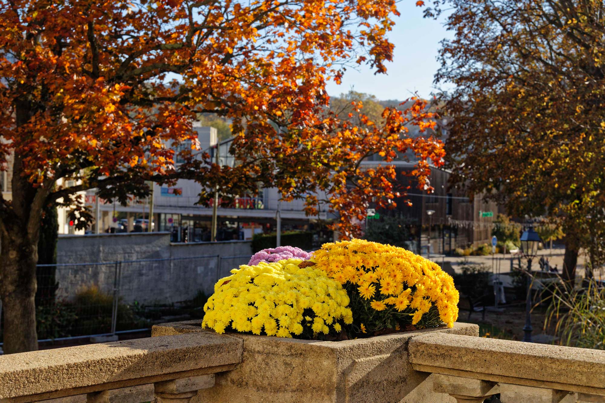 Chrysanthèmes d'automne, hôtel de ville de Chaville