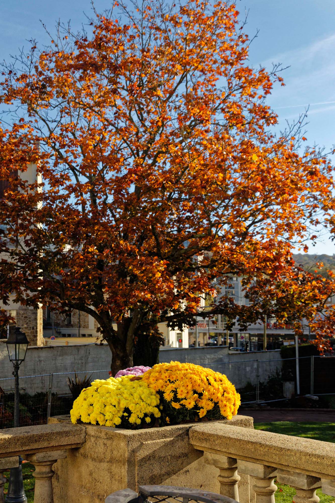 Chrysanthèmes d'automne, hôtel de ville de Chaville