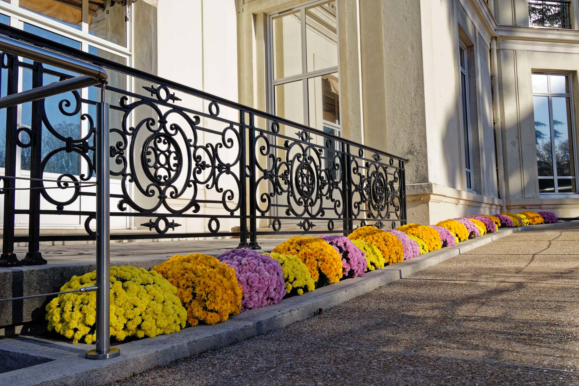 Chrysanthèmes d'automne, hôtel de ville de Chaville