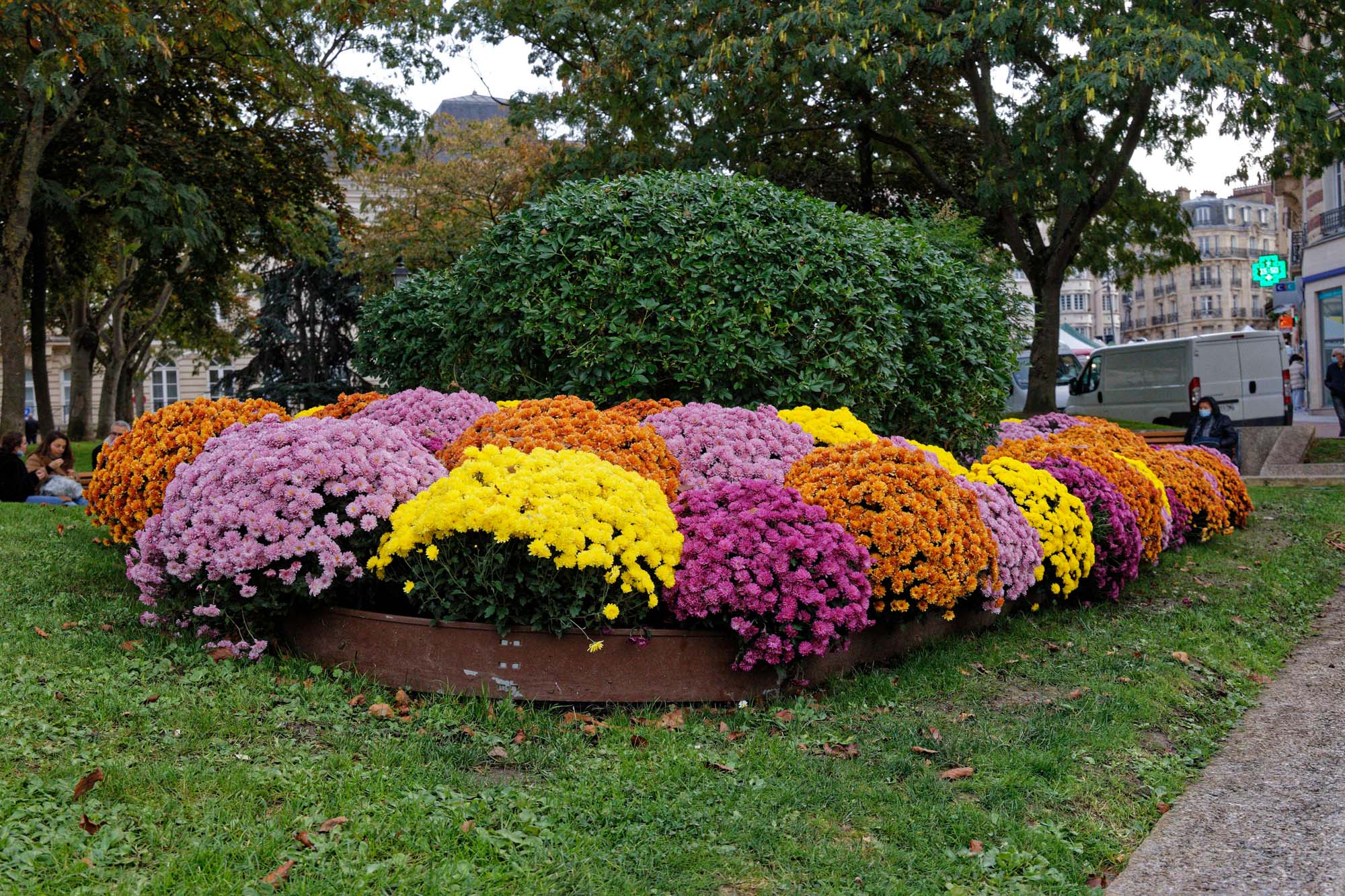 Chrysanthèmes d'automne, Issy-les-Moulineaux