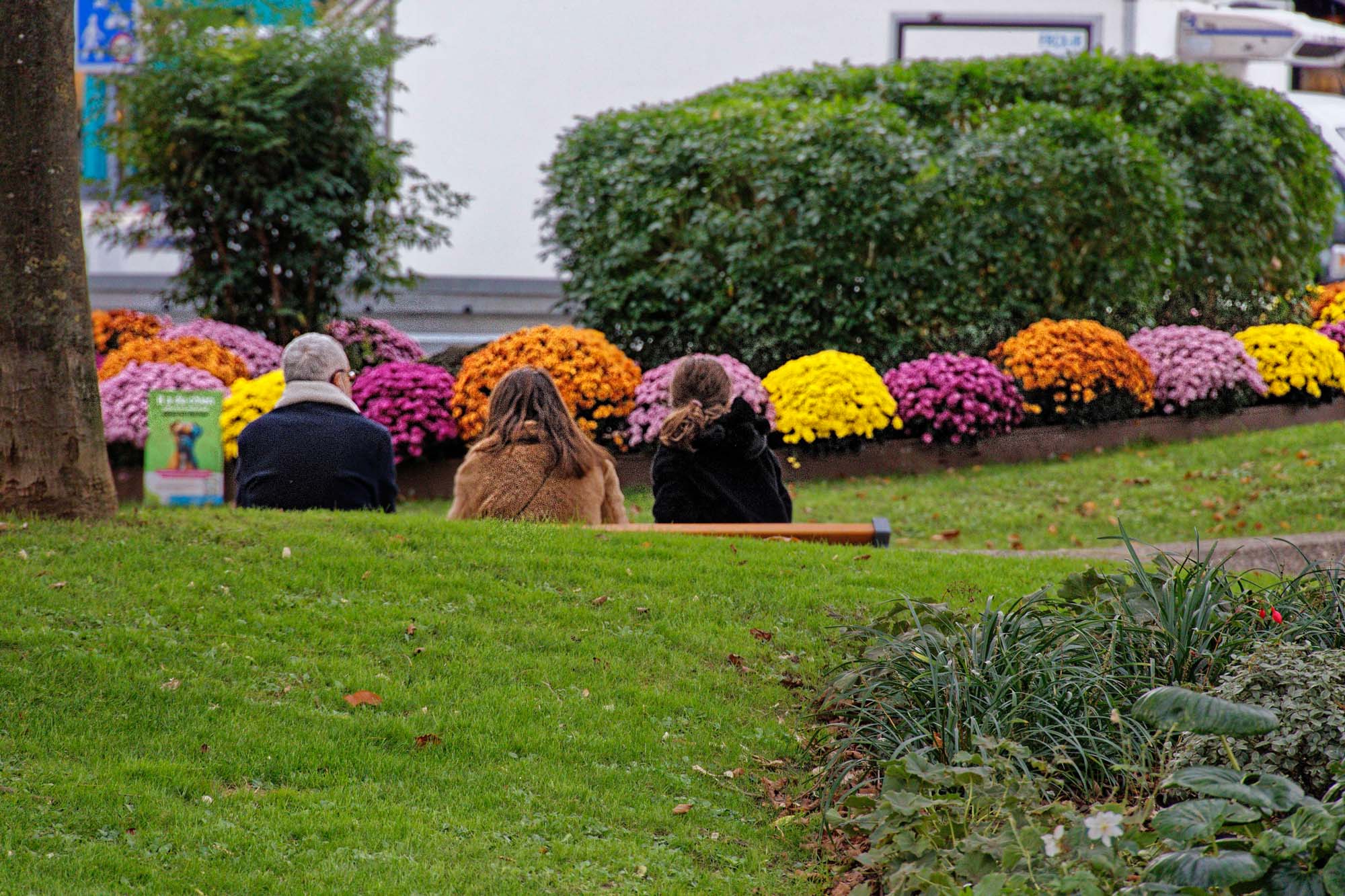 Chrysanthèmes d'automne, Issy-les-Moulineaux