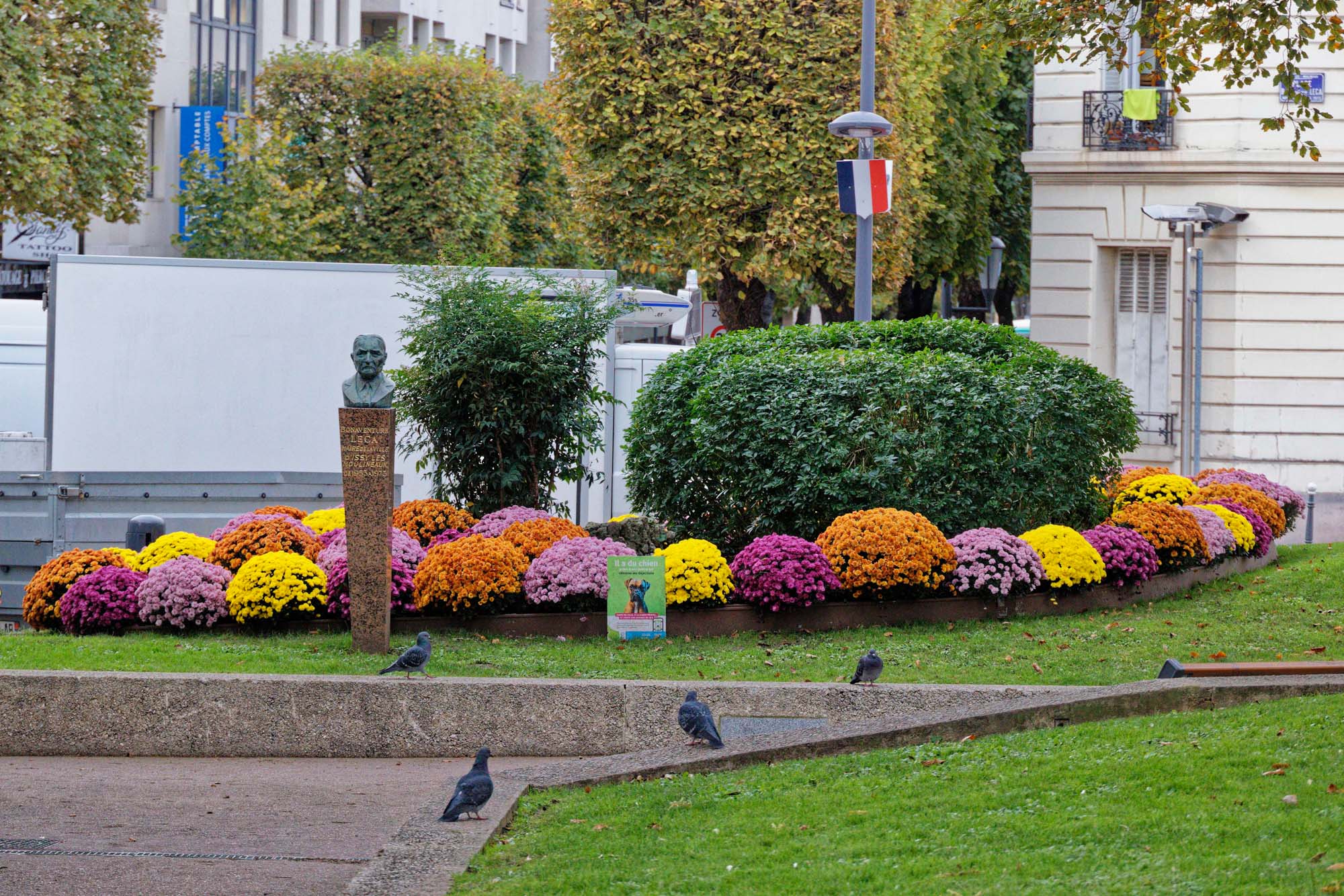 Chrysanthèmes d'automne, Issy-les-Moulineaux