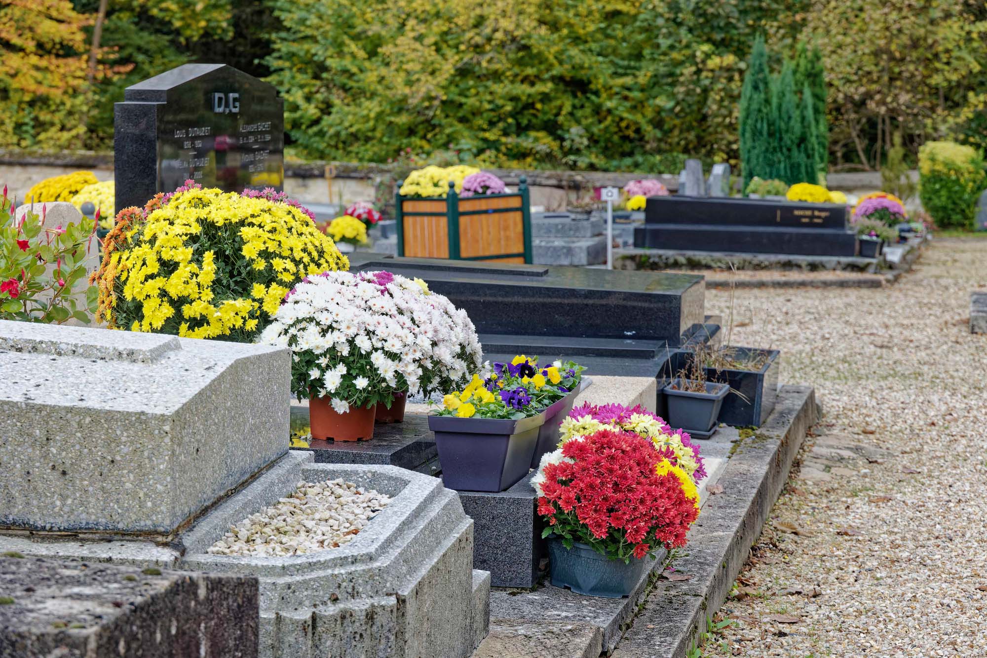 Chrysanthèmes d'automne, cimetière de Marnes-la-Coquette