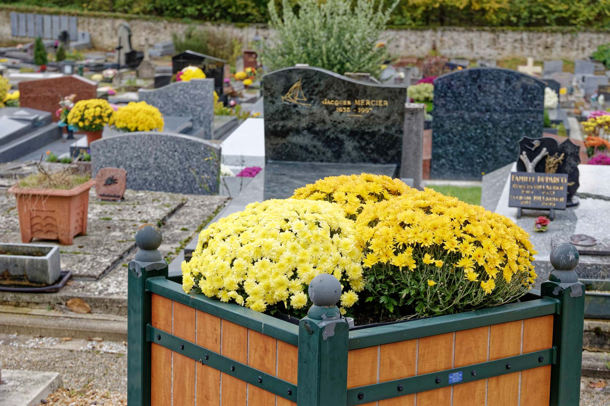 Chrysanthèmes d'automne, cimetière de Marnes-la-Coquette