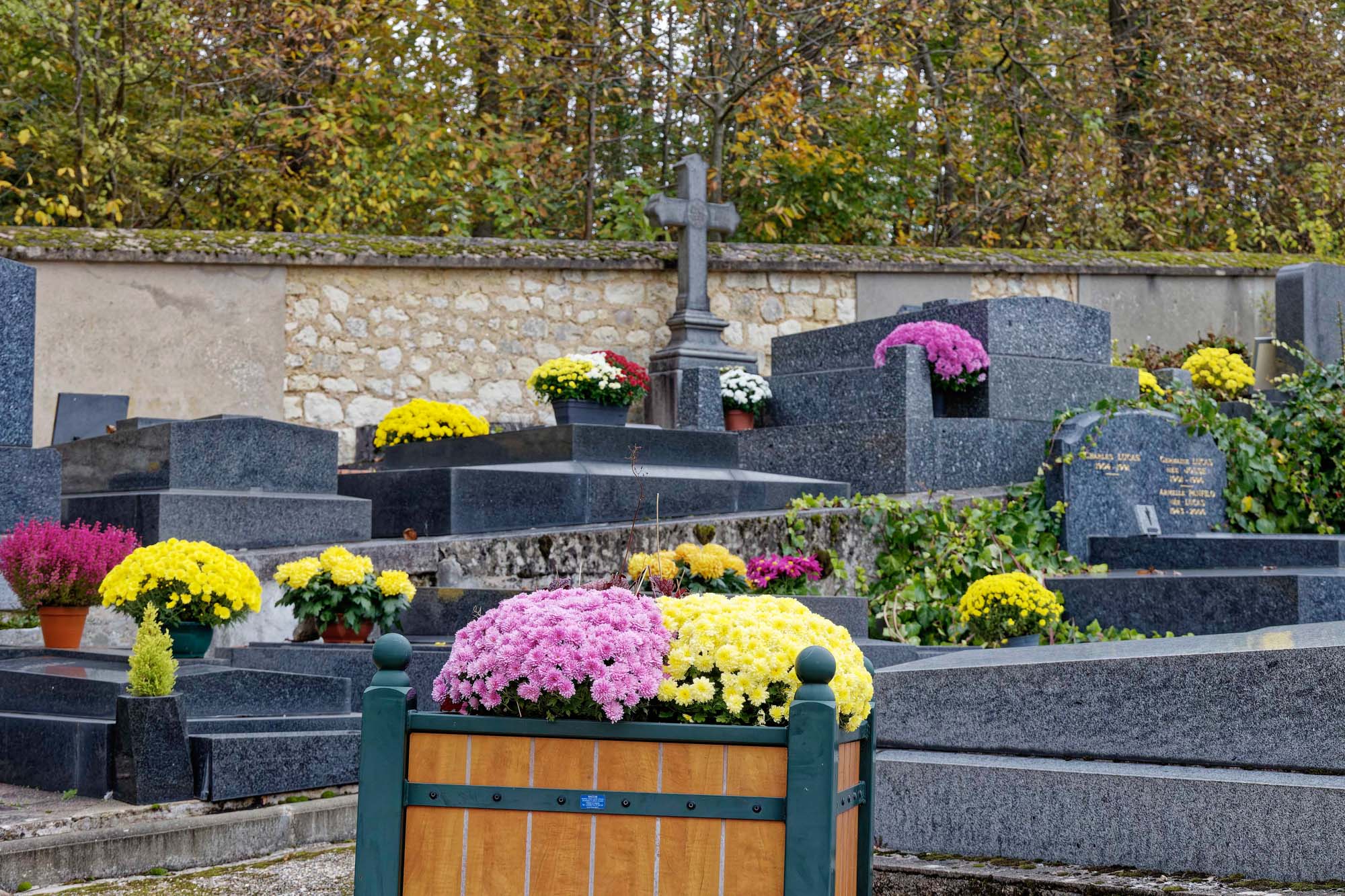Chrysanthèmes d'automne, cimetière de Marnes-la-Coquette