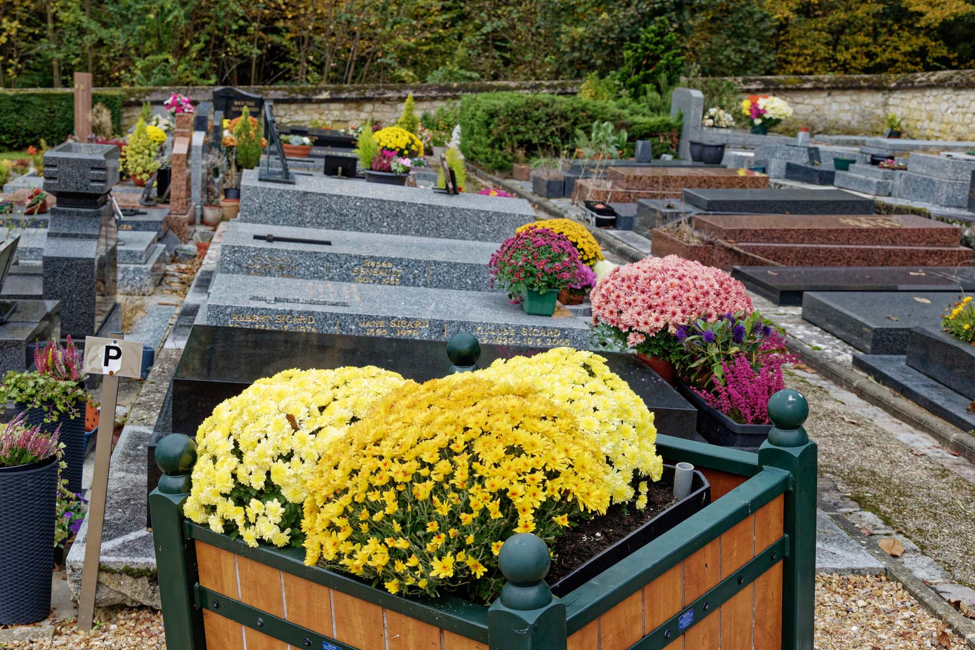 Chrysanthèmes d'automne, cimetière de Marnes-la-Coquette