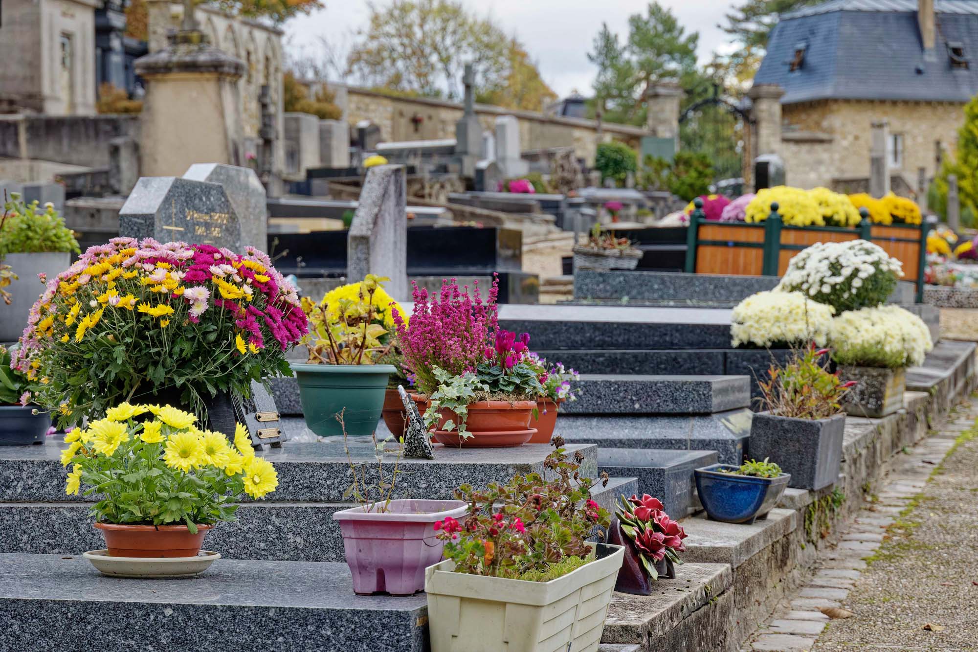 Chrysanthèmes d'automne, cimetière de Marnes-la-Coquette