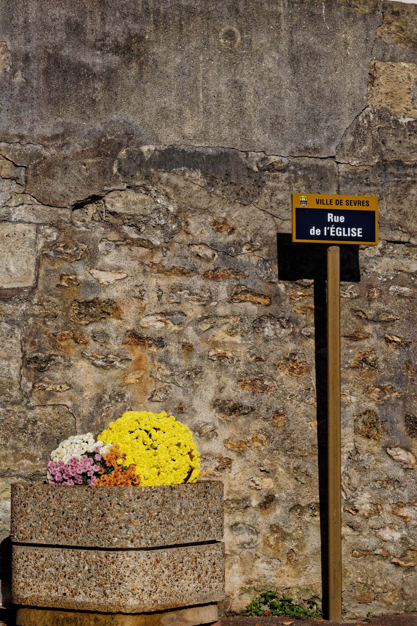 Chrysanthèmes d'automne, Sèvres