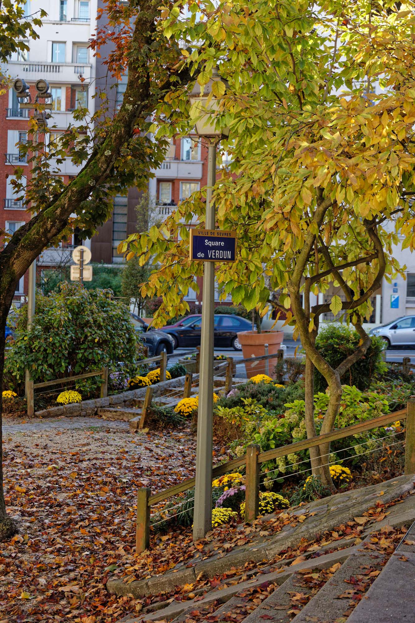 Chrysanthèmes d'automne, Sèvres