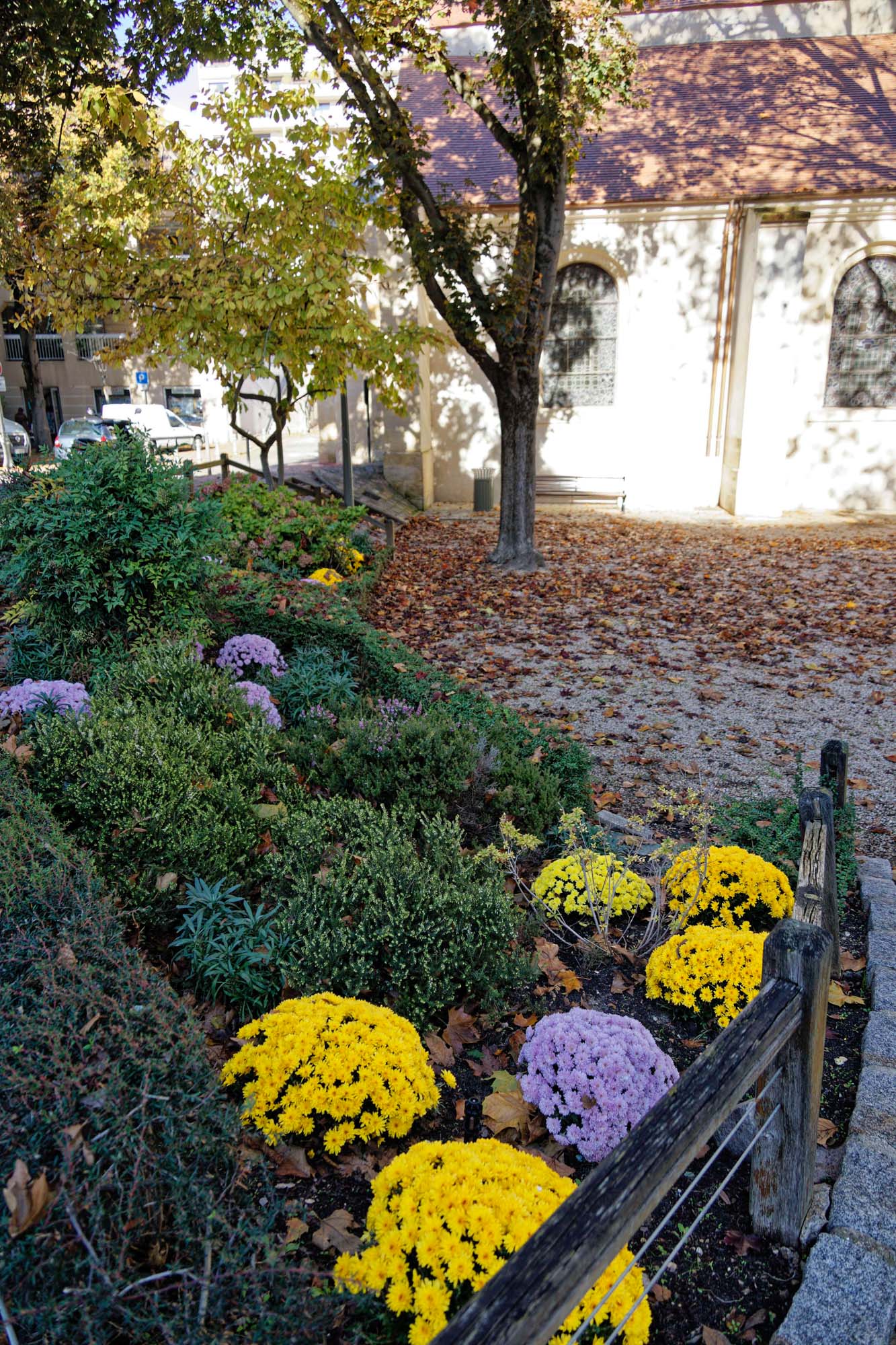 Chrysanthèmes d'automne, Sèvres