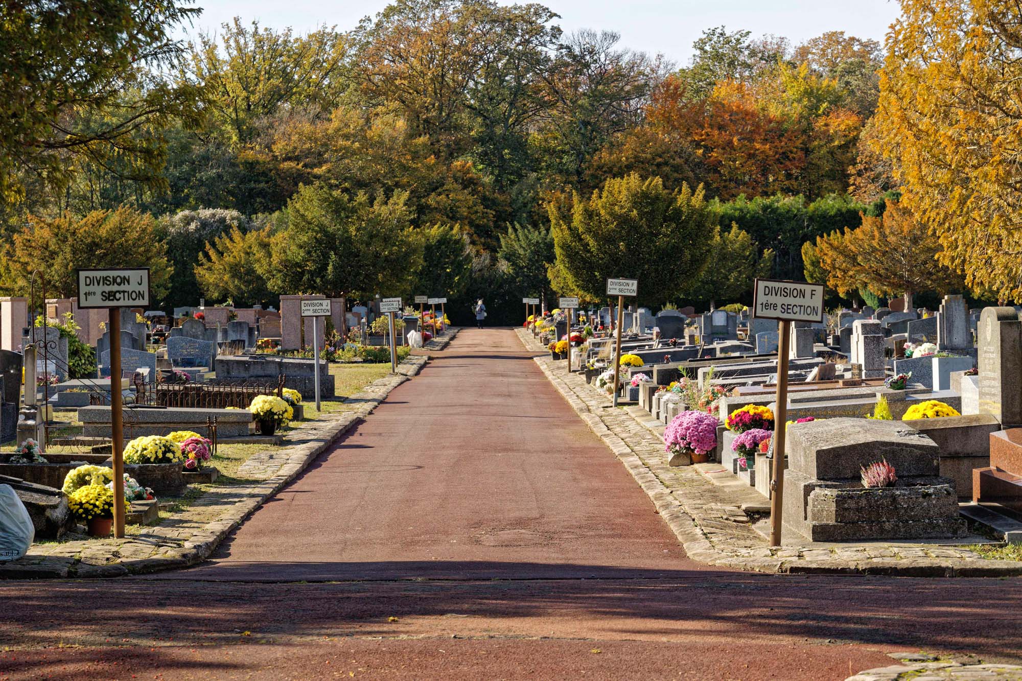 Chrysanthèmes d'automne, Sèvres