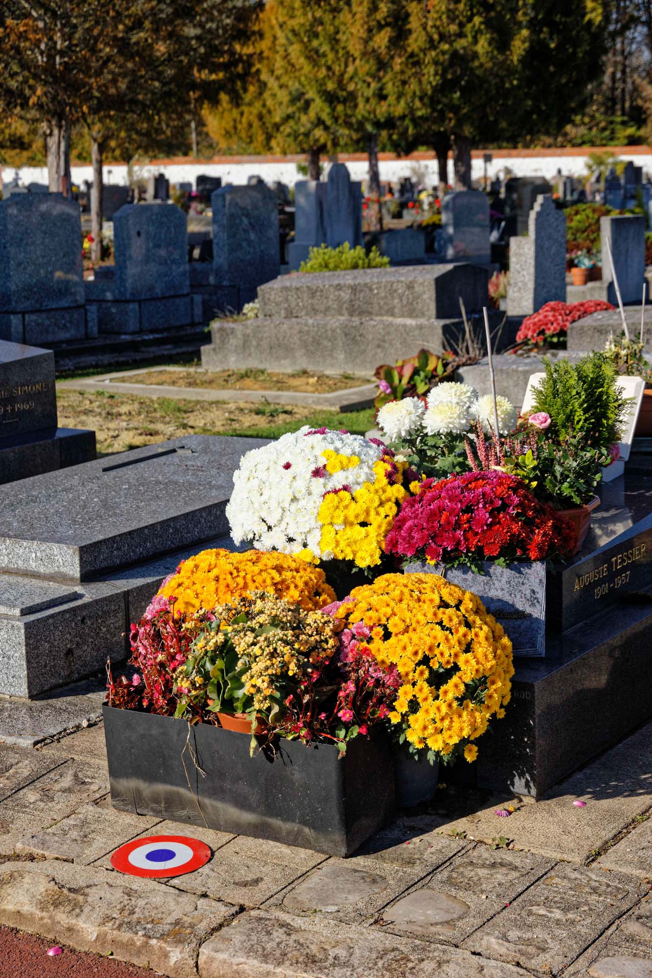 Chrysanthèmes d'automne, Sèvres