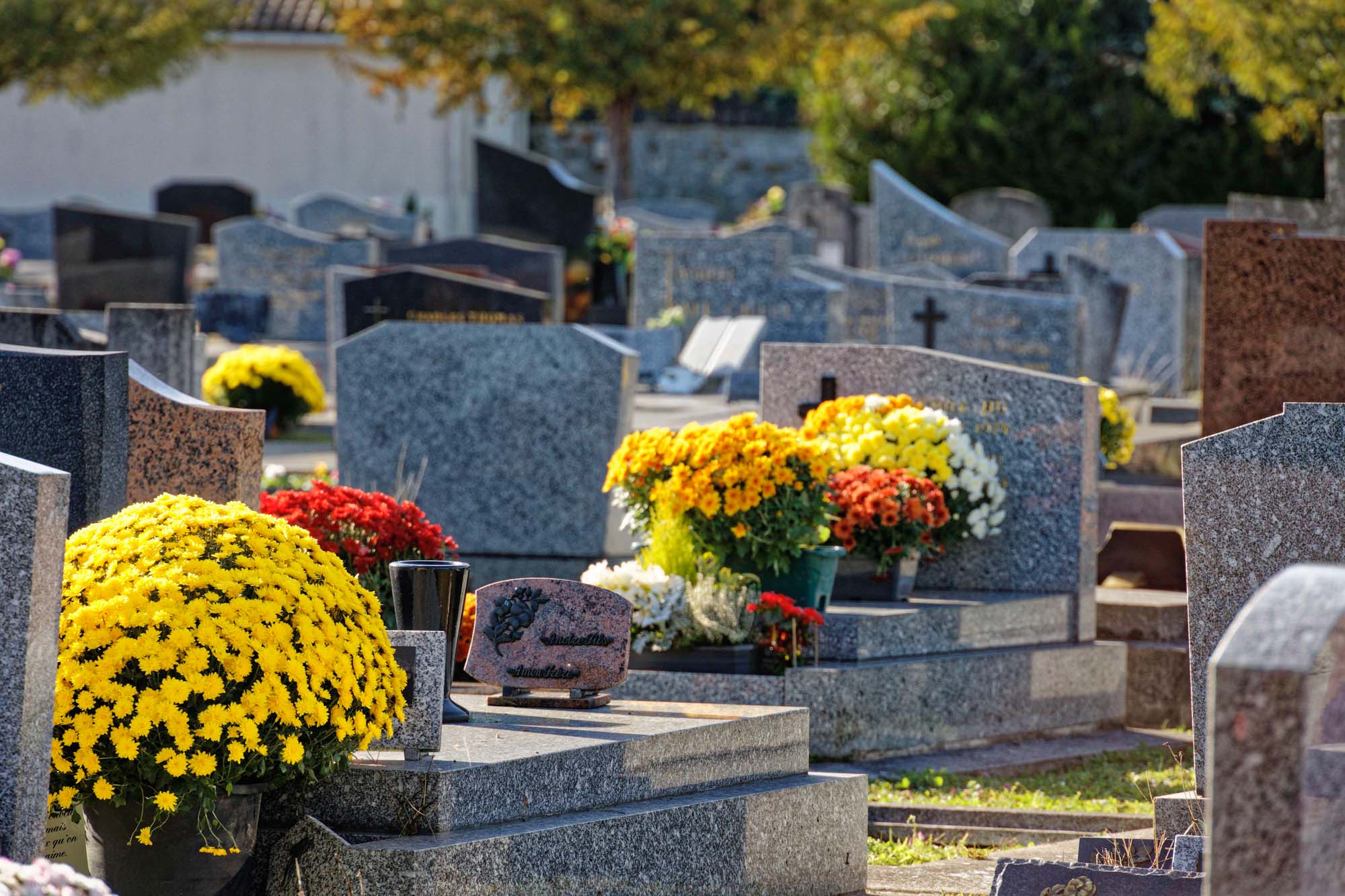 Chrysanthèmes d'automne, Sèvres