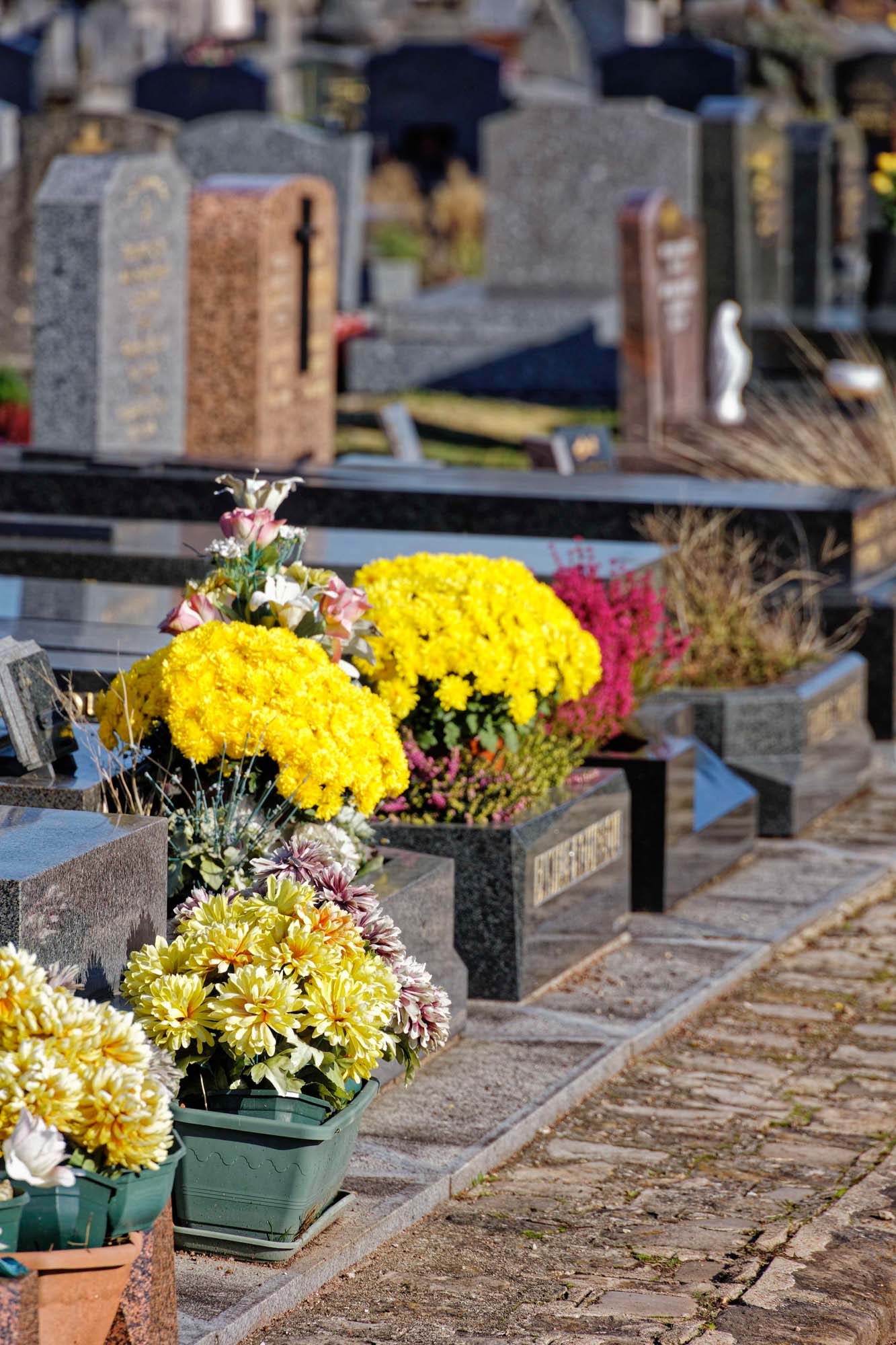 Chrysanthèmes d'automne, Sèvres