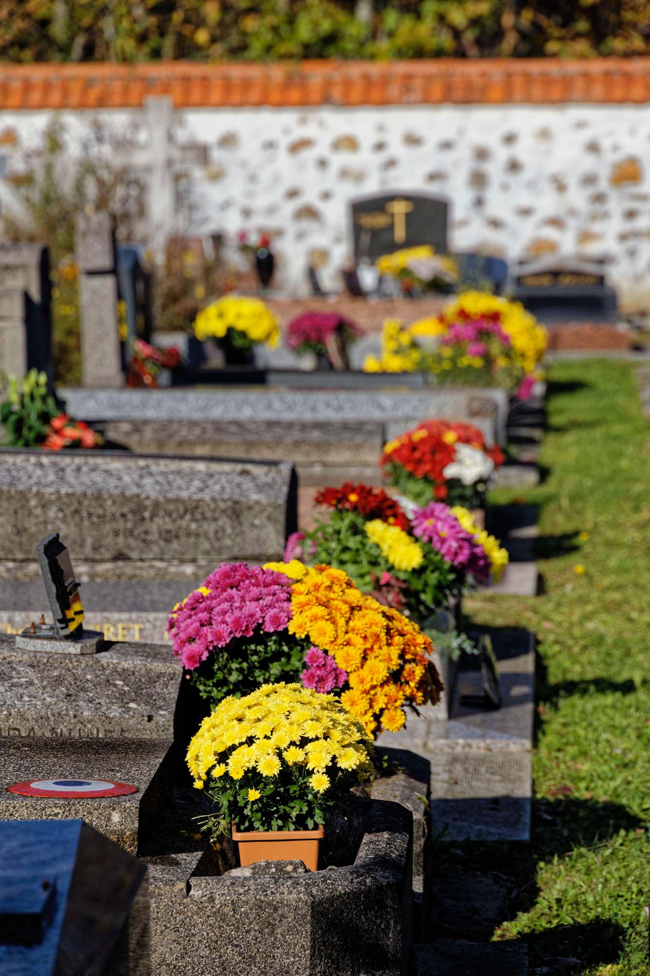 Chrysanthèmes d'automne, Sèvres