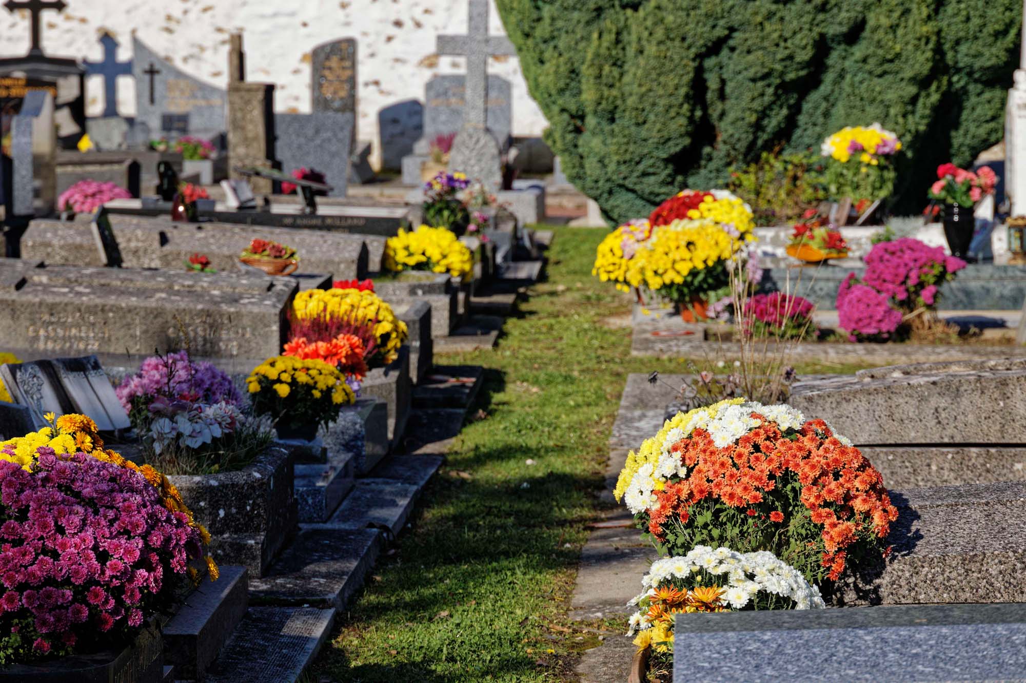 Chrysanthèmes d'automne, Sèvres