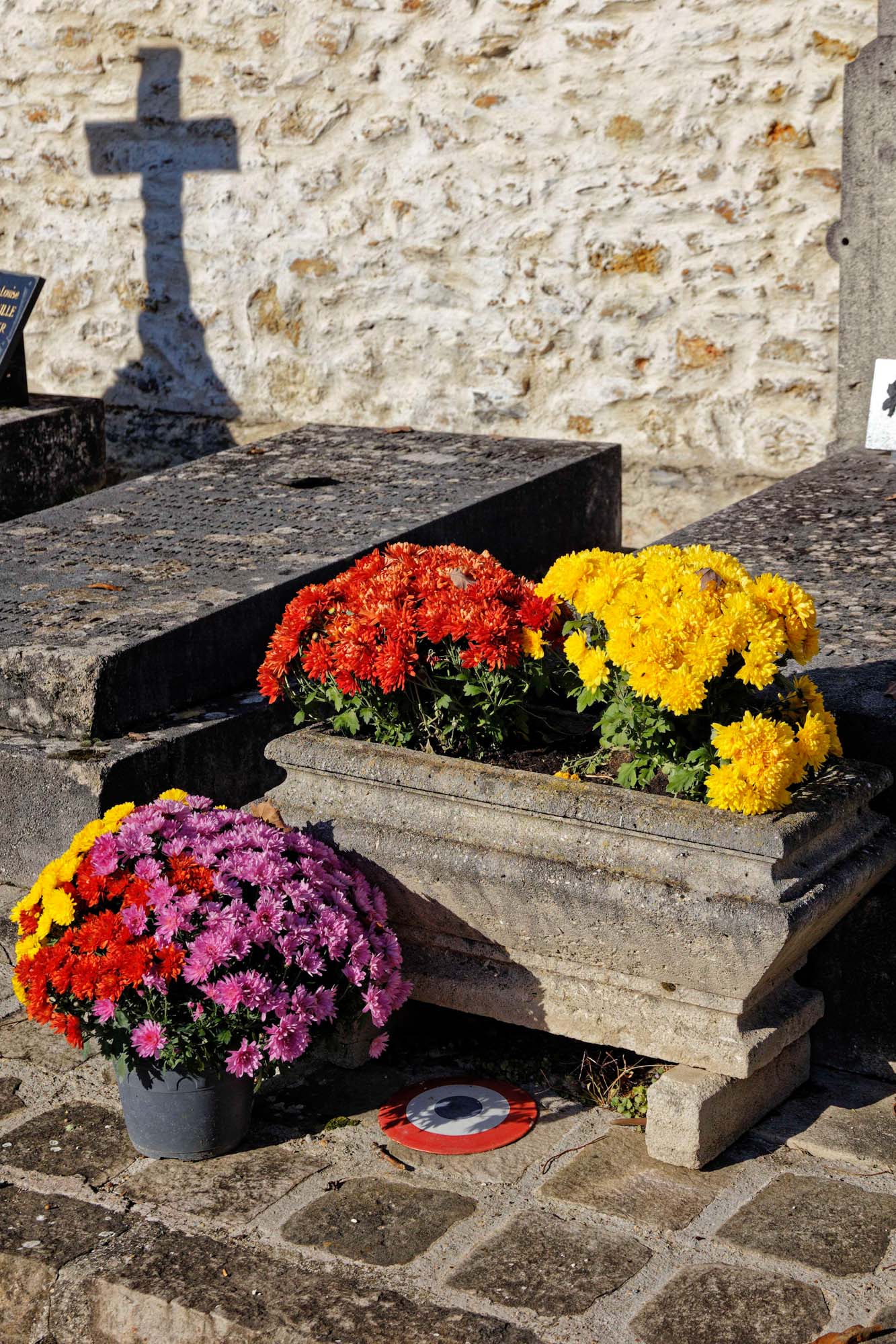 Chrysanthèmes d'automne, Sèvres